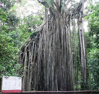 Curtain Fig National Park - Lennox Head Accommodation