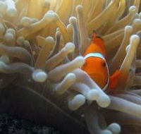 Flat Rock Dive Site - Lennox Head Accommodation