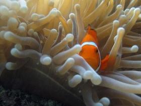 Flat Rock Dive Site - Lennox Head Accommodation 0