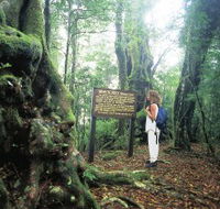 Tooloona Creek circuit - Lennox Head Accommodation