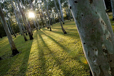 Tondoon Botanic Gardens - Lennox Head Accommodation 0