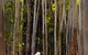 Tondoon Botanic Gardens - thumb 3