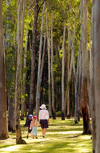 Tondoon Botanic Gardens - Lennox Head Accommodation 3