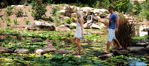 Tondoon Botanic Gardens - Lennox Head Accommodation 7