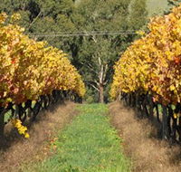 Wild Dog Winery  Restaurant - Lennox Head Accommodation