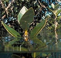 Jawbone Marine Sanctuary - Lennox Head Accommodation