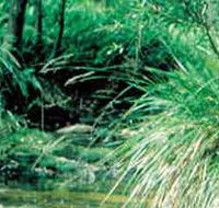 Lerderderg State Park - Lennox Head Accommodation