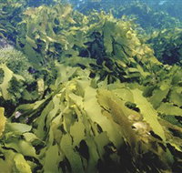Barwon Bluff Marine Sanctuary