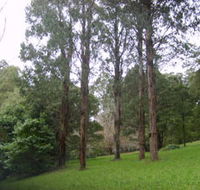 Mount Dandenong Arboretum - Lennox Head Accommodation