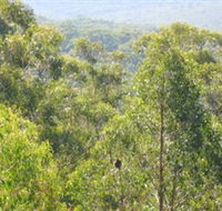 Bunyip State Park - Lennox Head Accommodation