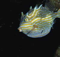 Mushroom Reef Marine Sanctuary - Lennox Head Accommodation