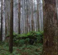 Kinglake National Park - Lennox Head Accommodation