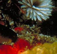 Point Cooke Marine Sanctuary - Lennox Head Accommodation