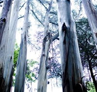 Dandenong Ranges National Park - Lennox Head Accommodation