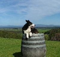Windy Ridge Vineyard and Winery - Lennox Head Accommodation