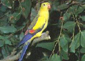 Glenlee VIC Lennox Head Accommodation