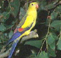 Lake Hindmarsh Reserve - Lennox Head Accommodation