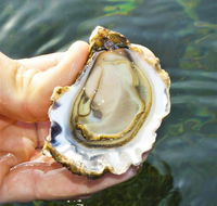 The Oyster Pot - Lennox Head Accommodation