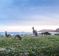 Pebbly Beach - Lennox Head Accommodation