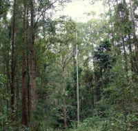 Bongil Bongil National Park - Lennox Head Accommodation