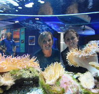 Solitary Islands Aquarium - Lennox Head Accommodation