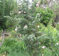 Tombstone Estate Vineyard - Lennox Head Accommodation
