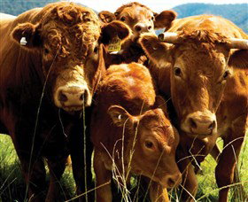 Krinklewood Vineyard - Lennox Head Accommodation 4