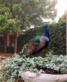 Krinklewood Vineyard - Lennox Head Accommodation 3