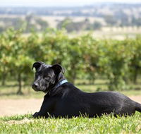 Moothi Estate Vineyard and Cellar Door - Lennox Head Accommodation