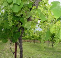 Holland Wines - Lennox Head Accommodation