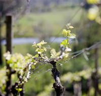 Mount Cole WineWorks - Lennox Head Accommodation