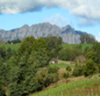 Lake Barrington Vineyard - Lennox Head Accommodation