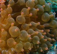 Coral Gardens Dive Site Mooloolaba - Lennox Head Accommodation