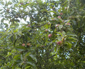Tin Shed Cider - Lennox Head Accommodation 1