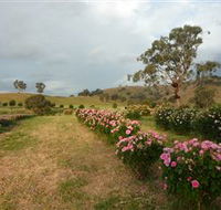 Damasque Rose Oil Farm - Lennox Head Accommodation