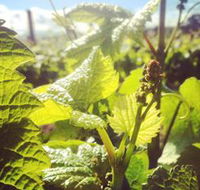 Punt Road Winery - Lennox Head Accommodation