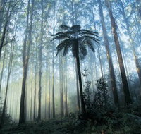 Yarra Ranges National Park - Lennox Head Accommodation