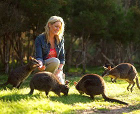 Moonlit Sanctuary Wildlife Conservation Park - Lennox Head Accommodation 0