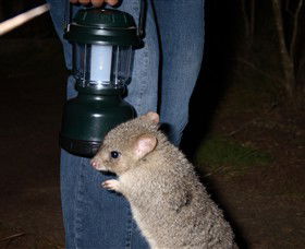Moonlit Sanctuary Wildlife Conservation Park - Lennox Head Accommodation 1