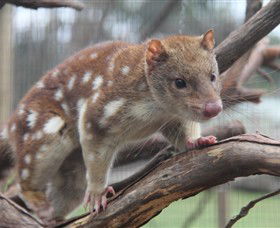 Moonlit Sanctuary Wildlife Conservation Park - Lennox Head Accommodation 2