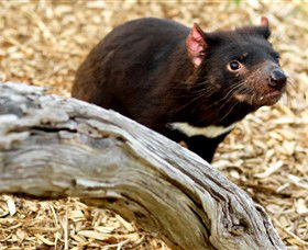 Moonlit Sanctuary Wildlife Conservation Park - Lennox Head Accommodation 4