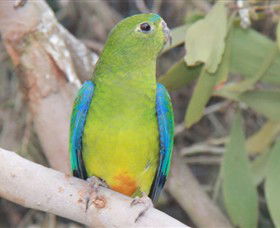 Moonlit Sanctuary Wildlife Conservation Park - Lennox Head Accommodation 3
