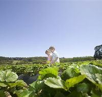 Sunny Ridge Strawberry Farm - Lennox Head Accommodation
