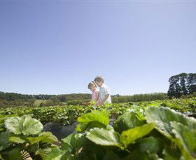 Sunny Ridge Strawberry Farm - Lennox Head Accommodation 0