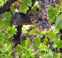  Murrumbateman Winery Company Pty Ltd  - Lennox Head Accommodation