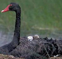 French Island Marine National Park - Lennox Head Accommodation