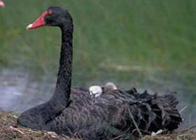 French Island Marine National Park - Lennox Head Accommodation 0