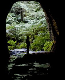 Glow Worm Tunnel - Lennox Head Accommodation 2