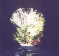 Glow Worm Tunnel - Lennox Head Accommodation