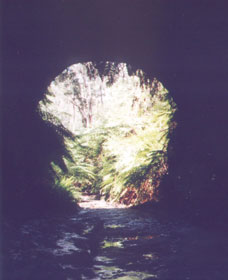 Glow Worm Tunnel - Lennox Head Accommodation 0